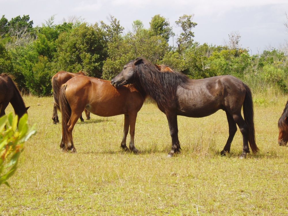 National Park Service offers wild horse curriculum online